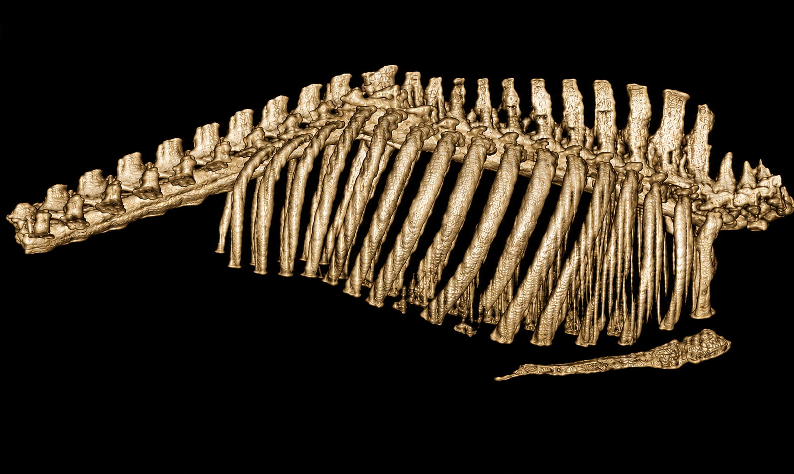 Preclinical animal research CT